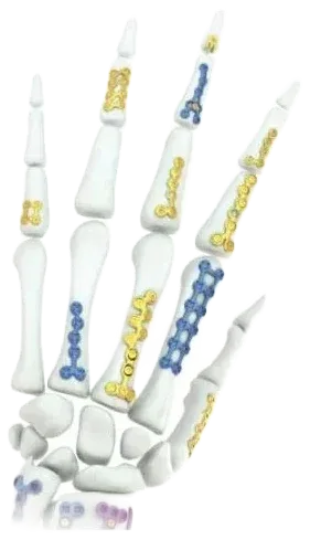 Mão