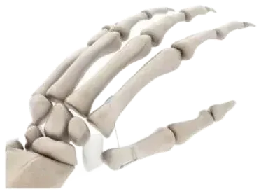 Reparo tendíneo